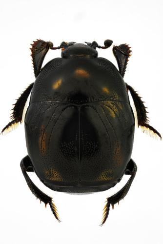 Réf. 300 970 : Saprinus semistriatus